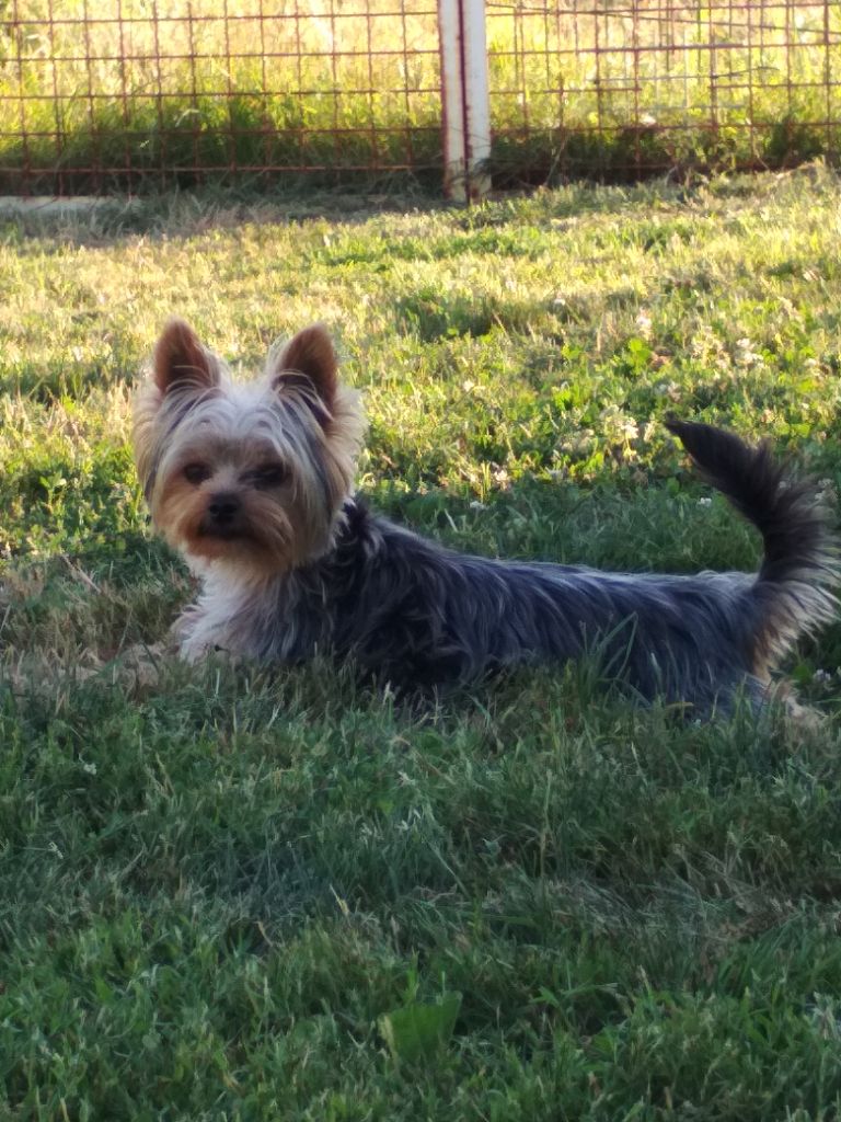 Les Yorkshire Terrier de l'affixe Du Domaine Du Boutlande