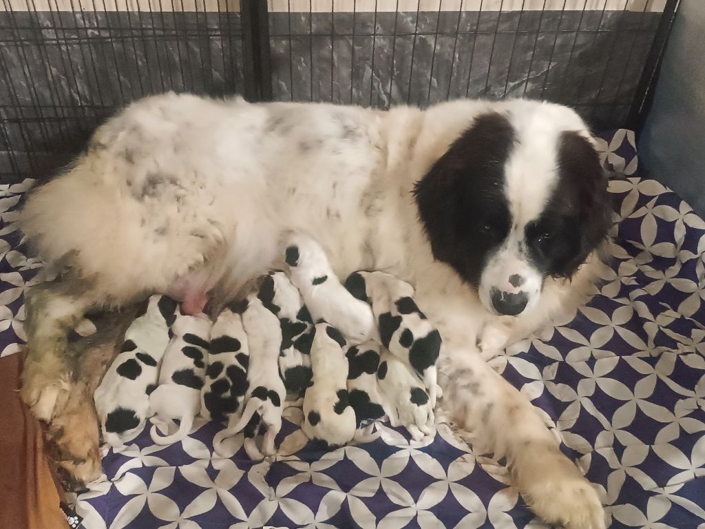 Du Domaine Du Boutlande - Les chiots de Perle et Cooper sont nés 