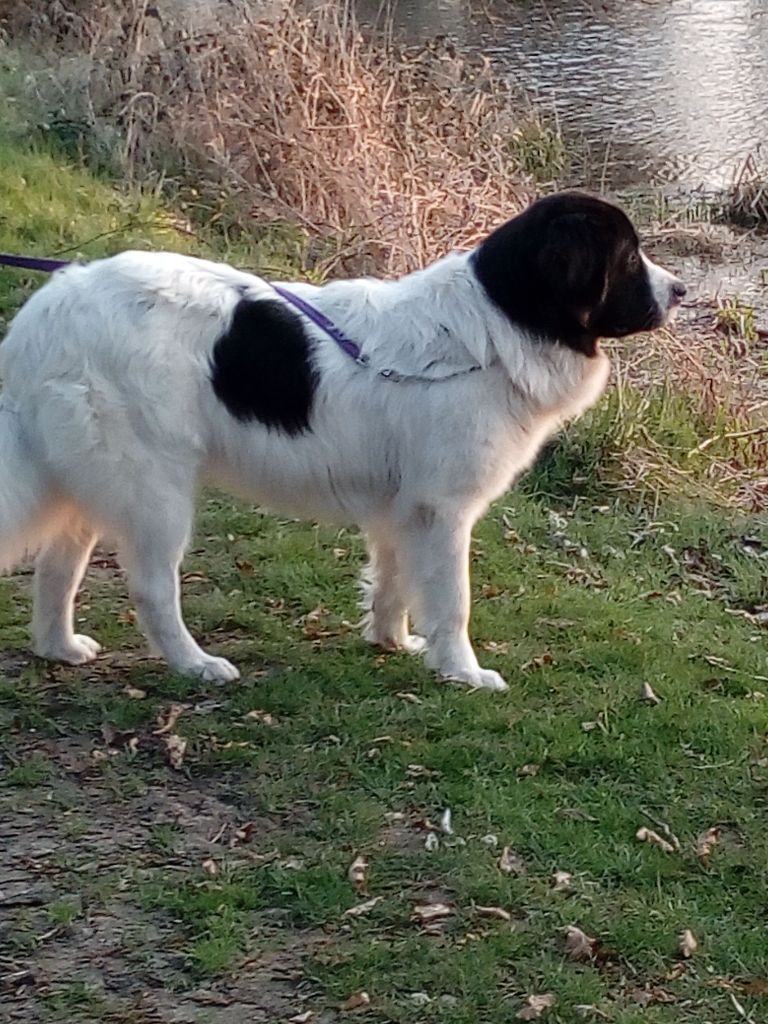 CH. Neyghe du domaine de Val Kurlande