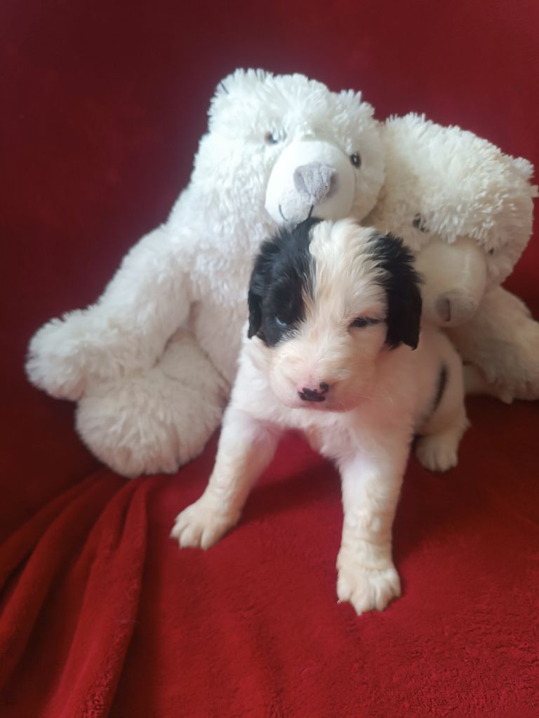 Du Domaine Du Boutlande - Chiot disponible  - Landseer type continental europeen