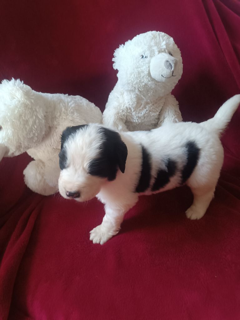 Du Domaine Du Boutlande - Chiot disponible  - Landseer type continental europeen