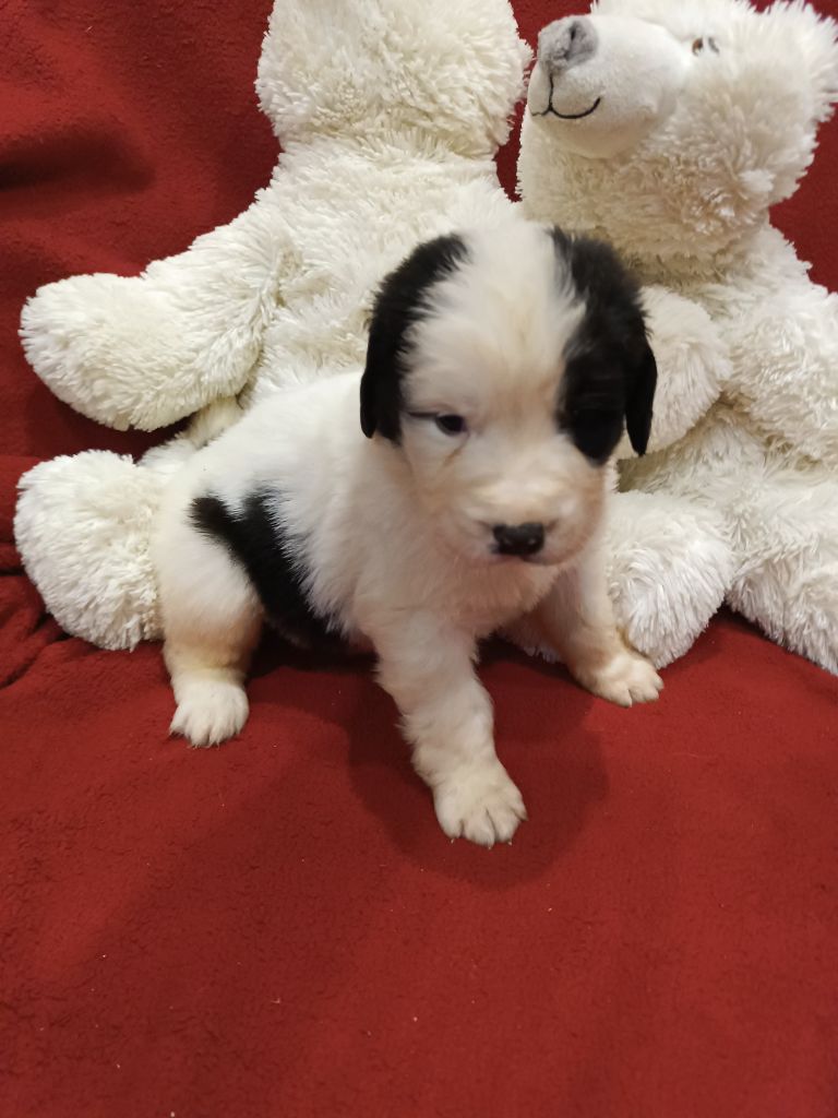 Du Domaine Du Boutlande - Chiot disponible  - Landseer type continental europeen