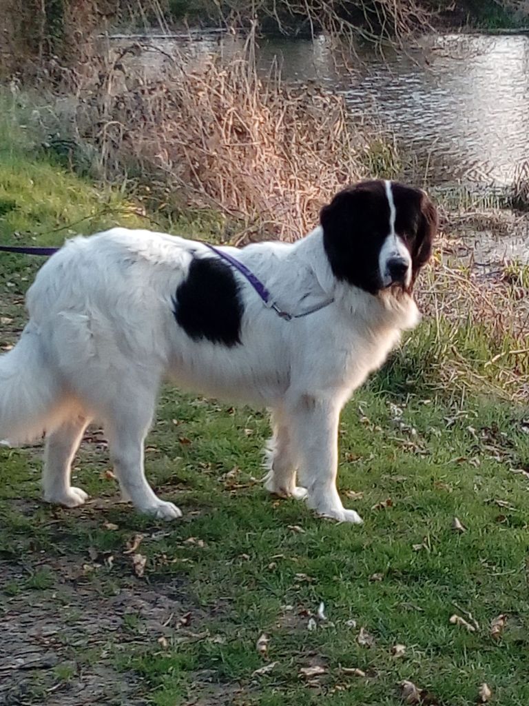 CH. Neyghe du domaine de Val Kurlande