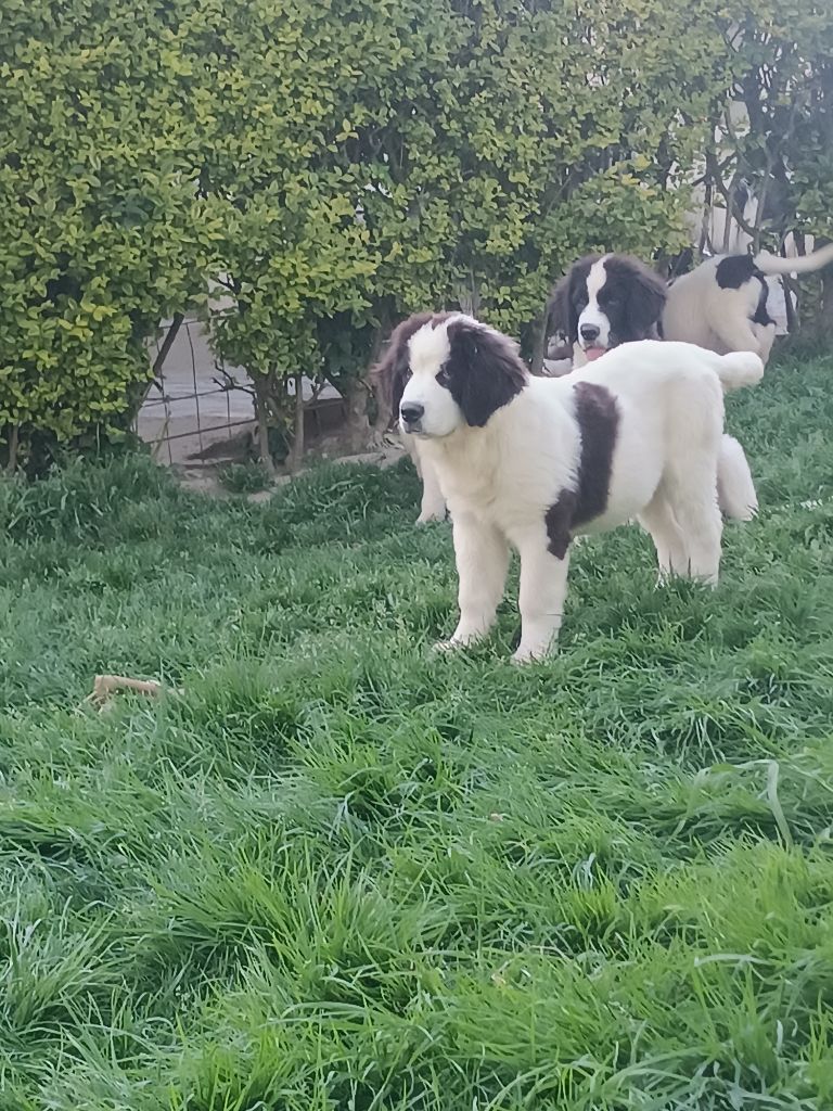 Alpha Du Domaine Du Boutlande