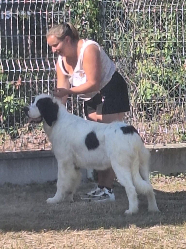 Apollon Du Domaine Du Boutlande