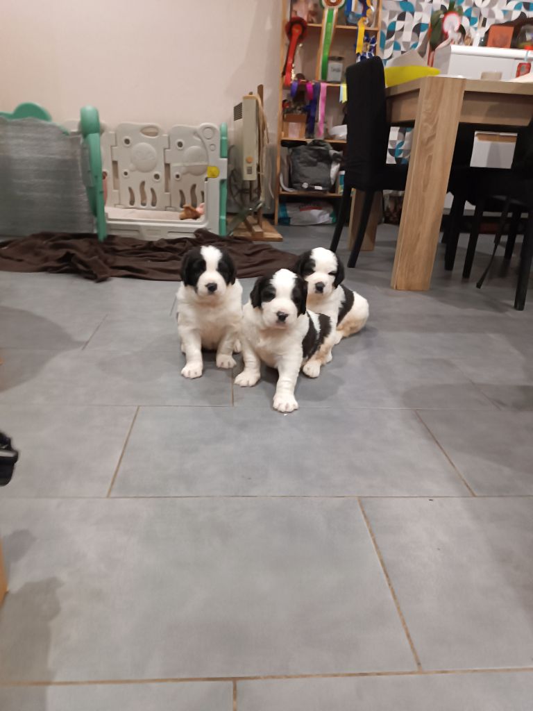 Du Domaine Du Boutlande - Chiots disponibles