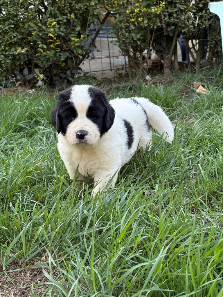 Du Domaine Du Boutlande - Chiots disponibles - Landseer type continental europeen