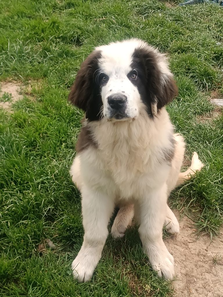 Du Domaine Du Boutlande - Chiots disponibles - Landseer type continental europeen