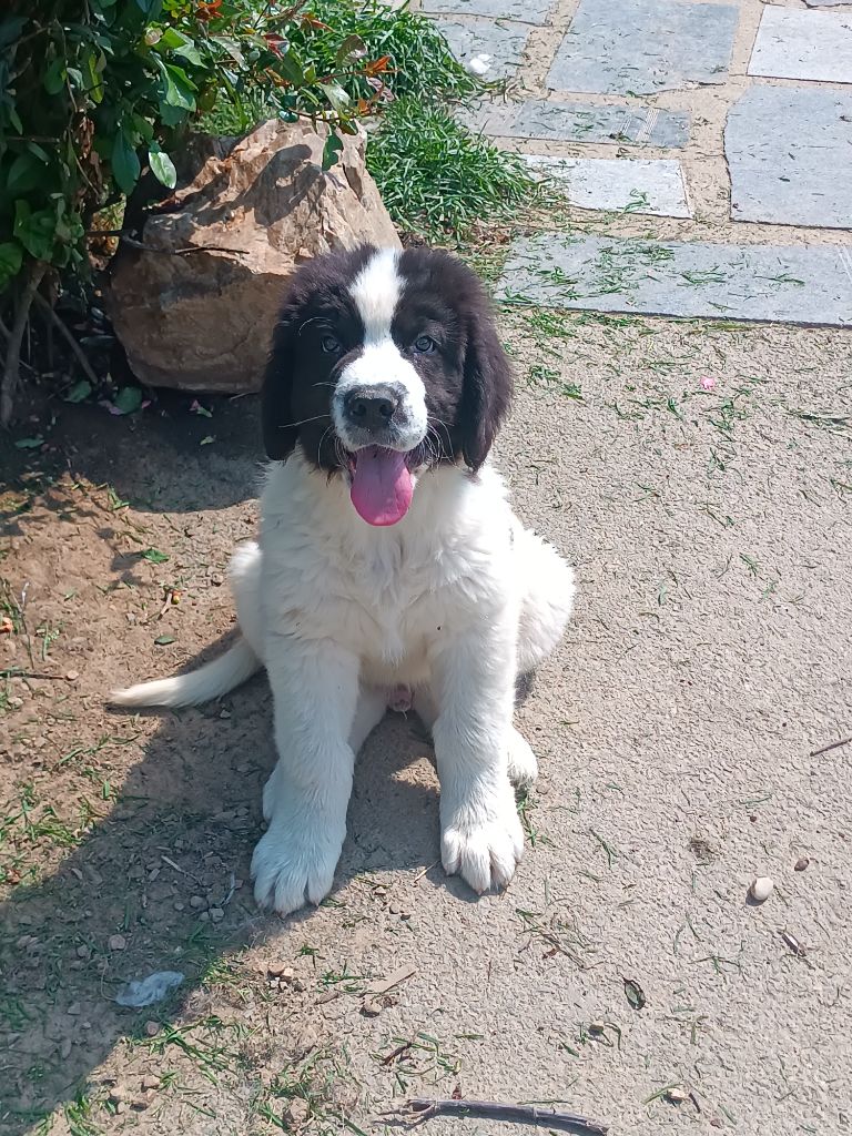 Du Domaine Du Boutlande - Chiots disponibles - Landseer type continental europeen