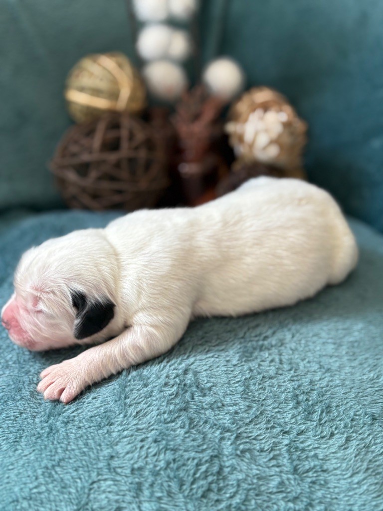 Du Domaine Du Boutlande - Chiots disponibles - Landseer type continental europeen