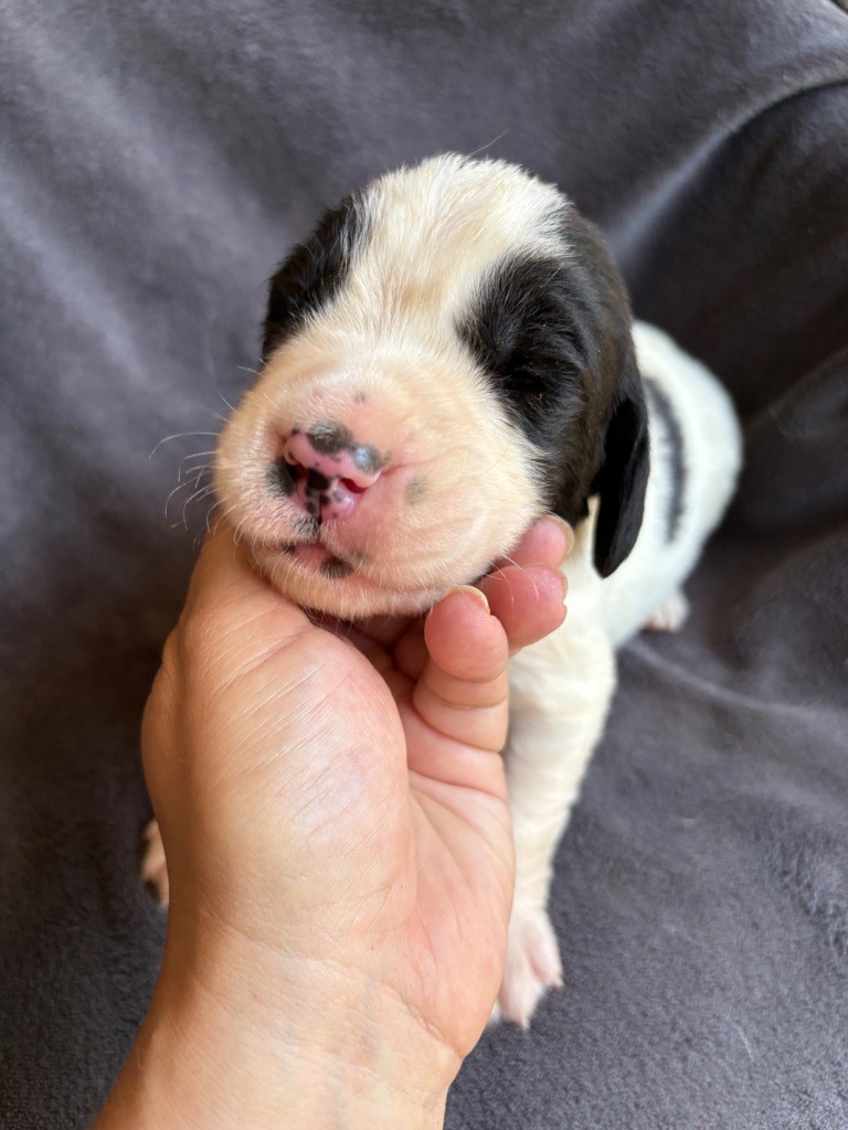 Du Domaine Du Boutlande - Chiots disponibles - Landseer type continental europeen