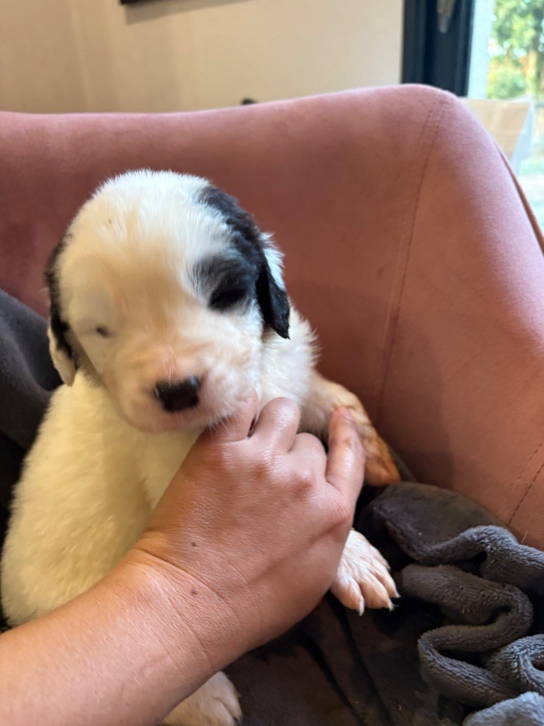 Du Domaine Du Boutlande - Chiots disponibles - Landseer type continental europeen