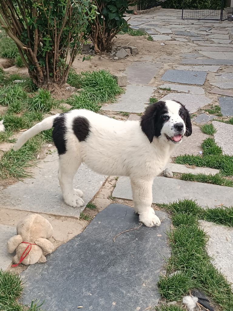 Du Domaine Du Boutlande - Chiots disponibles - Landseer type continental europeen