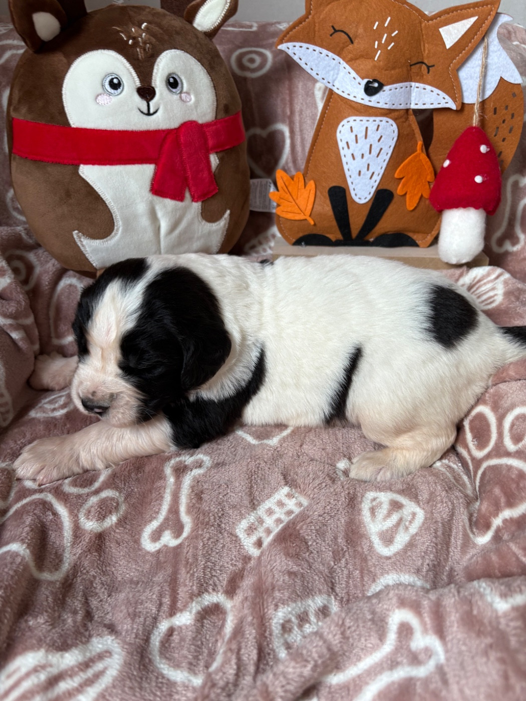 Du Domaine Du Boutlande - Chiots disponibles - Landseer type continental europeen