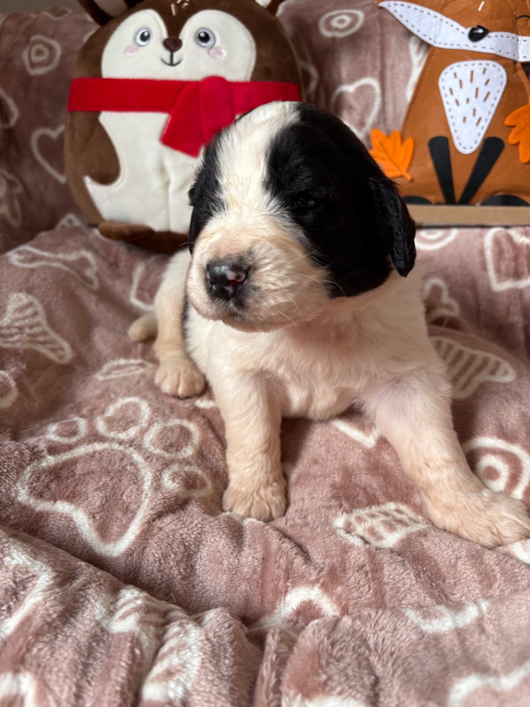 Du Domaine Du Boutlande - Chiots disponibles - Landseer type continental europeen