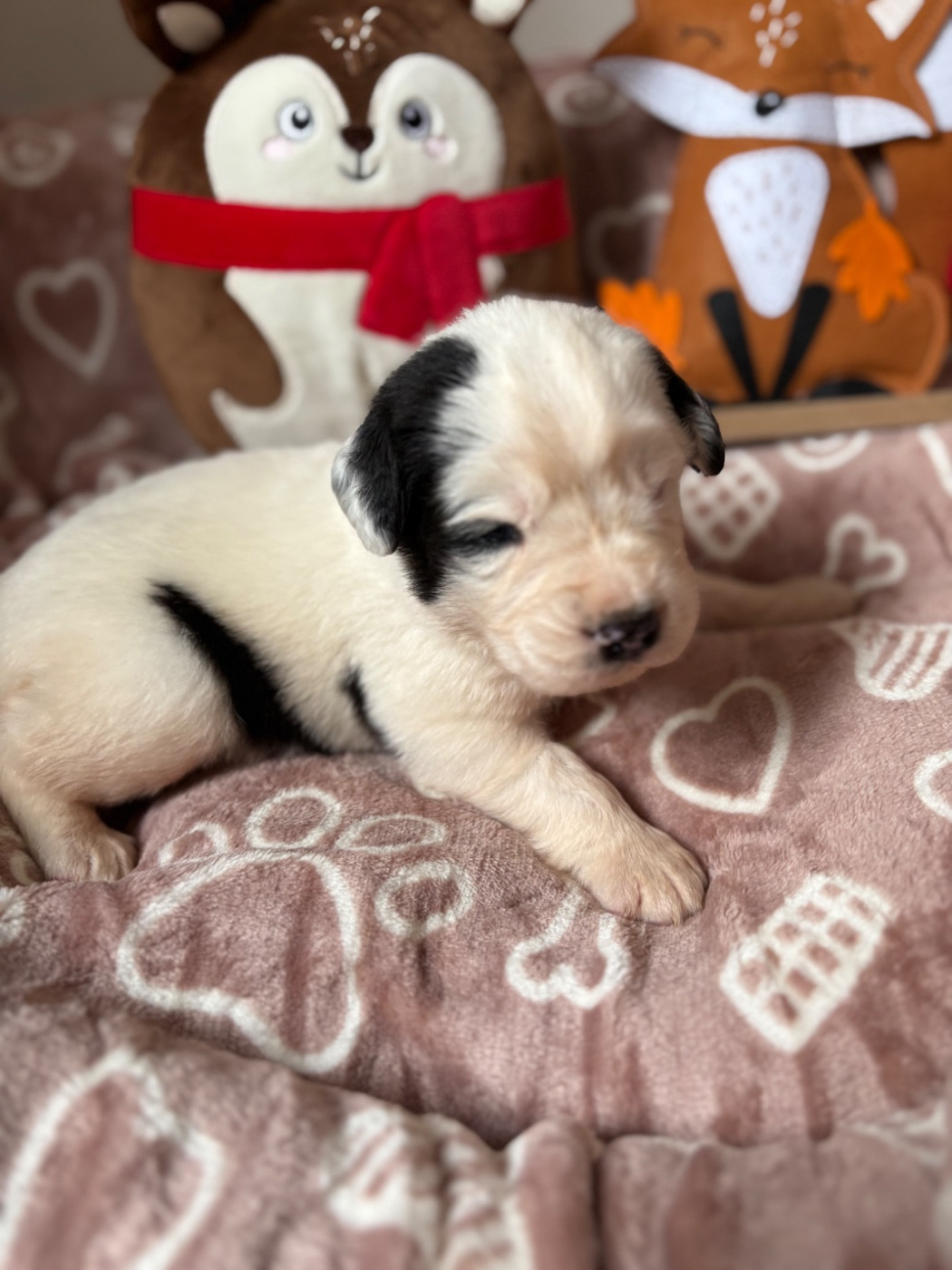 Du Domaine Du Boutlande - Chiots disponibles - Landseer type continental europeen