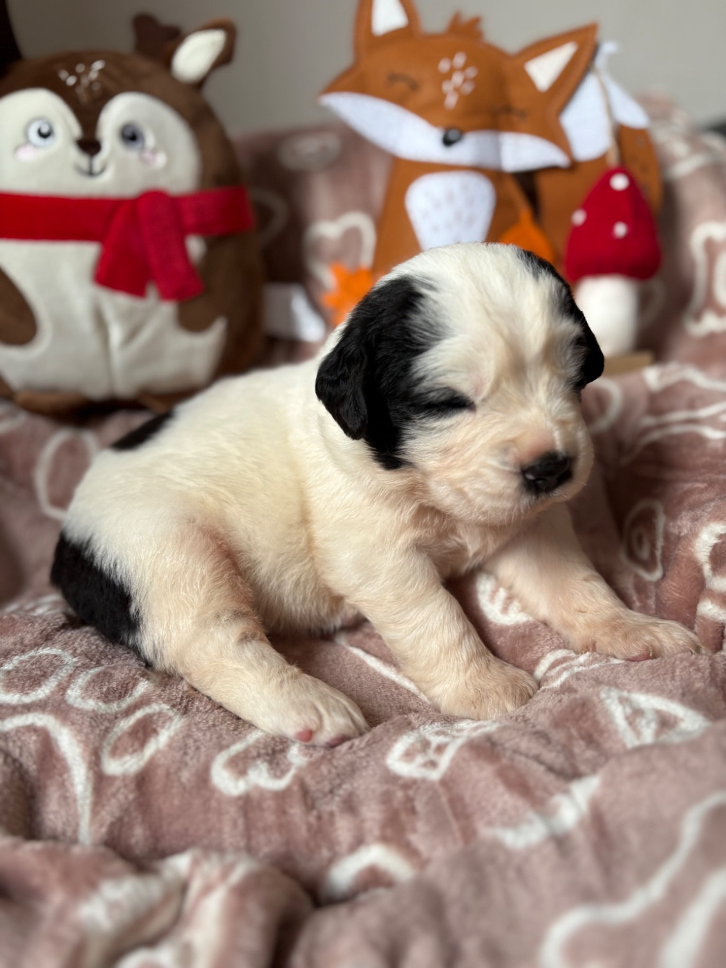 Du Domaine Du Boutlande - Chiots disponibles - Landseer type continental europeen