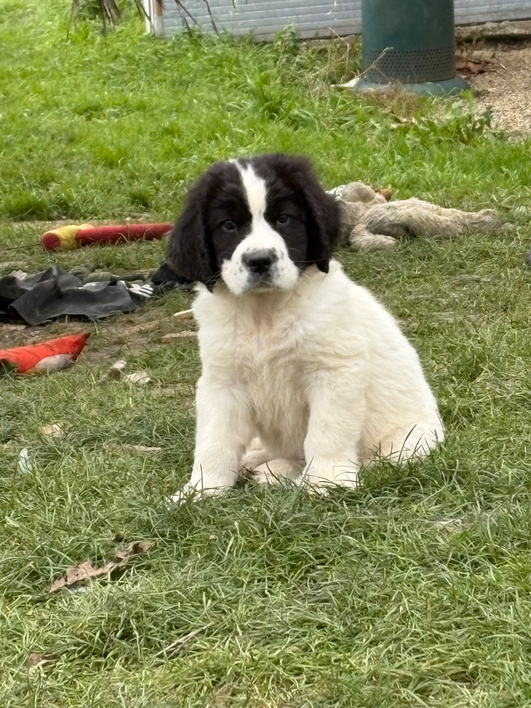 Du Domaine Du Boutlande - Chiots disponibles - Landseer type continental europeen