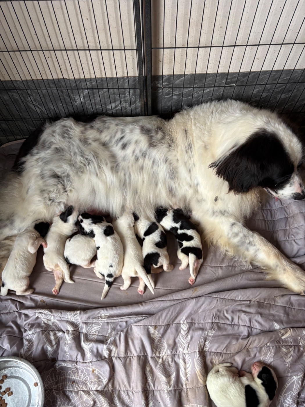 Chiot Landseer type continental europeen Du Domaine Du Boutlande
