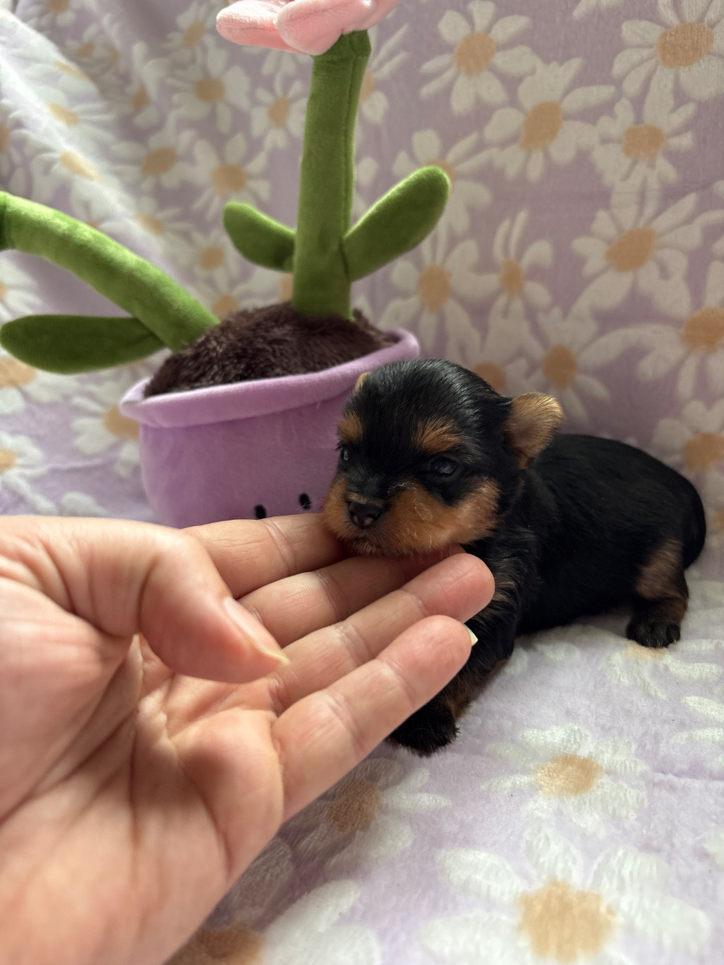 Du Domaine Du Boutlande - Chiots disponibles - Yorkshire Terrier