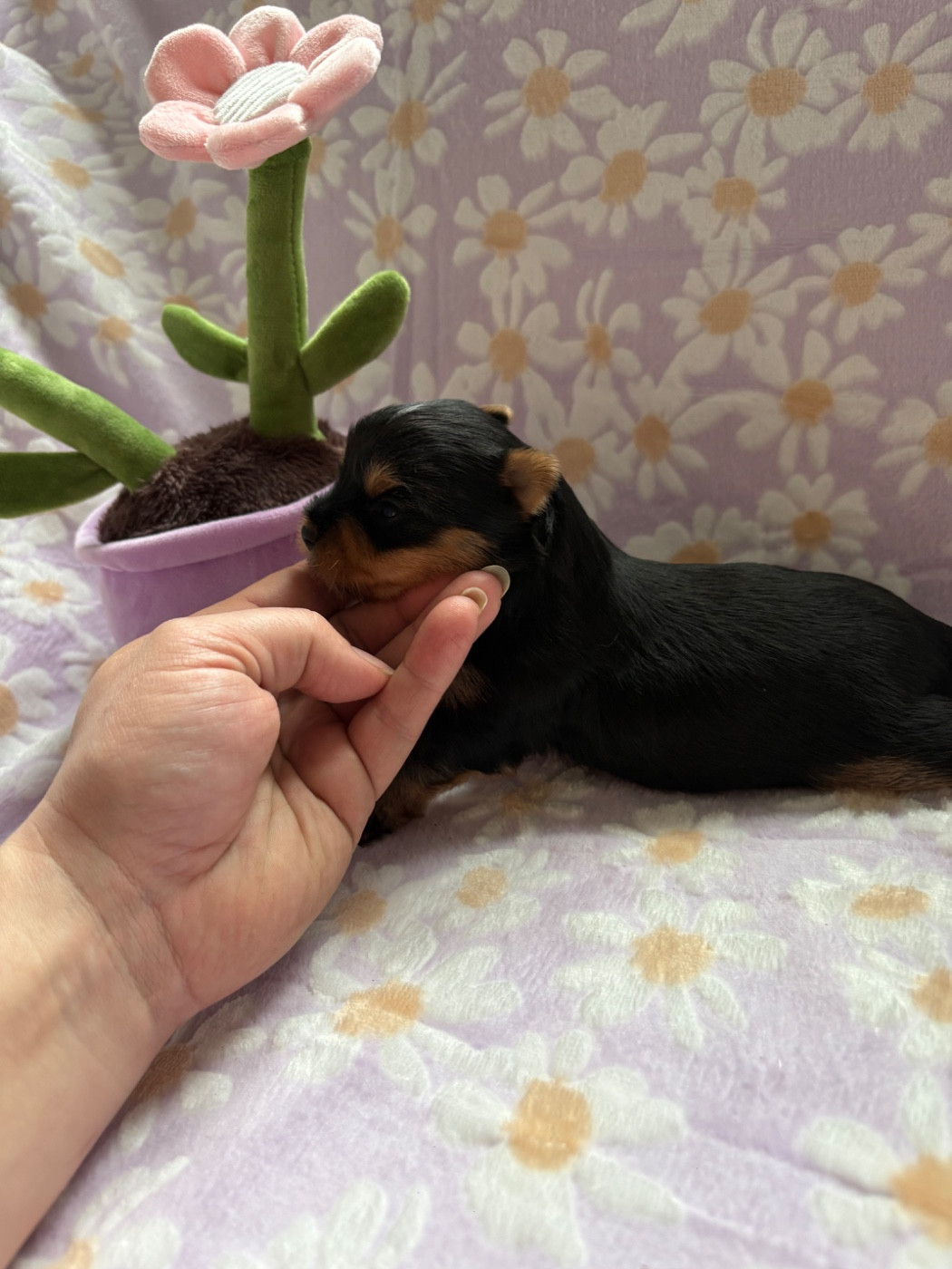 Du Domaine Du Boutlande - Chiots disponibles - Yorkshire Terrier