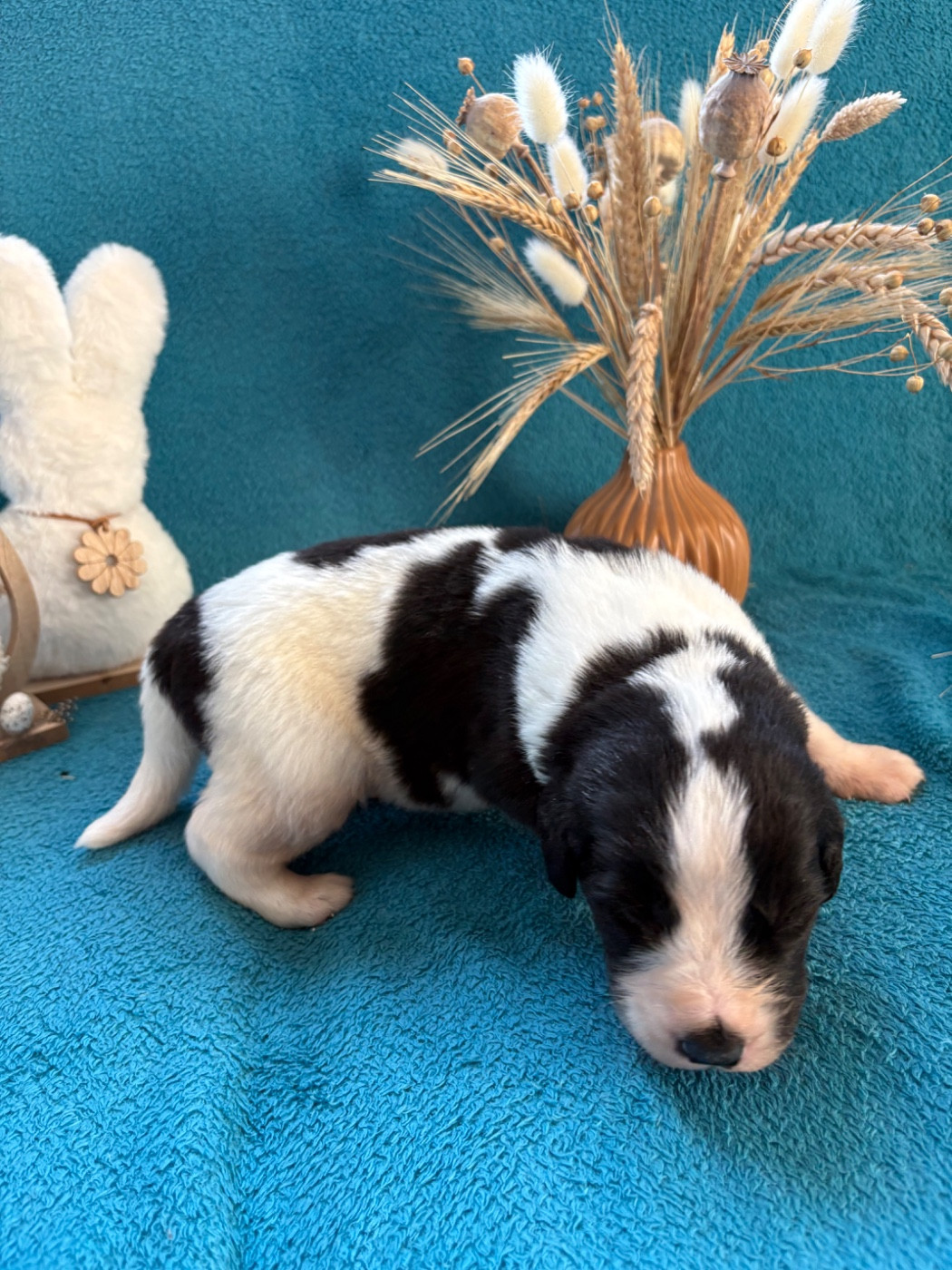 Du Domaine Du Boutlande - Chiots disponibles - Landseer type continental europeen
