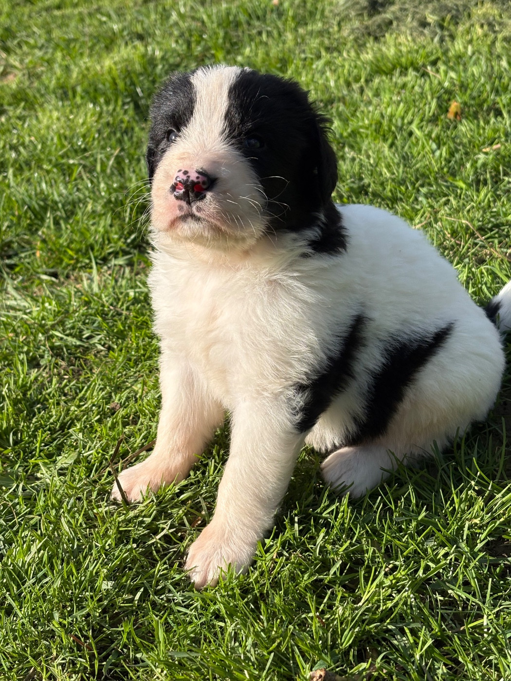 Du Domaine Du Boutlande - Chiots disponibles - Landseer type continental europeen
