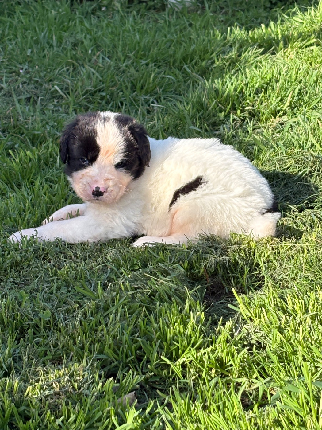 Du Domaine Du Boutlande - Chiots disponibles - Landseer type continental europeen