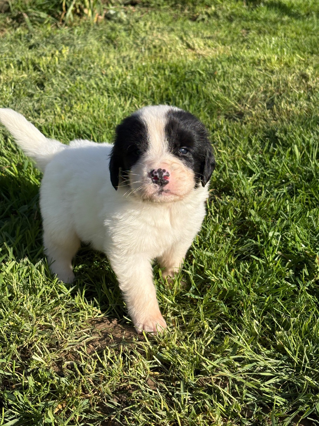 Du Domaine Du Boutlande - Chiots disponibles - Landseer type continental europeen