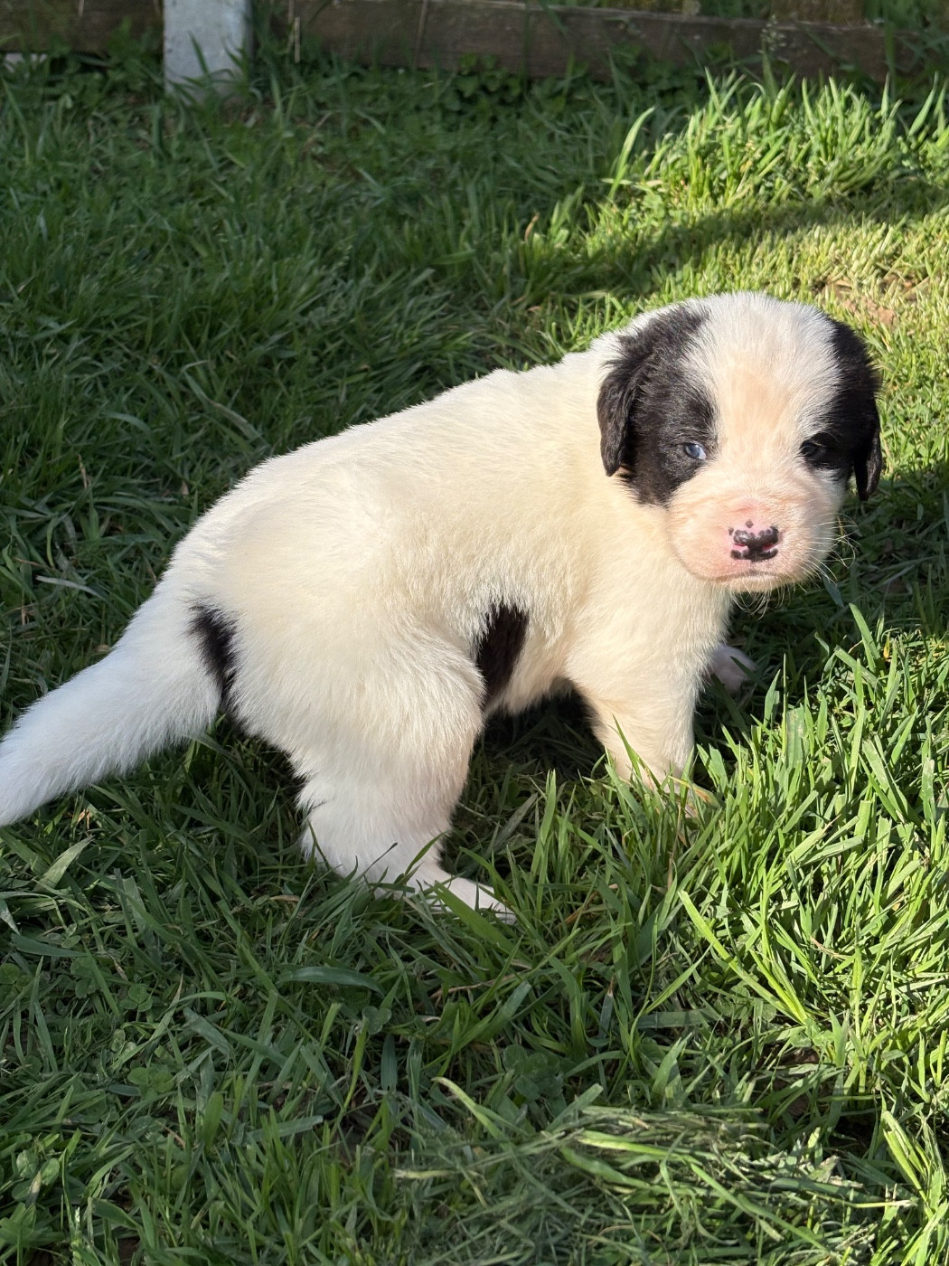 Du Domaine Du Boutlande - Chiots disponibles - Landseer type continental europeen