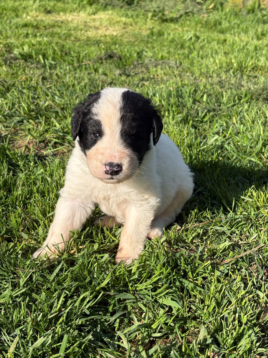 Du Domaine Du Boutlande - Chiots disponibles - Landseer type continental europeen