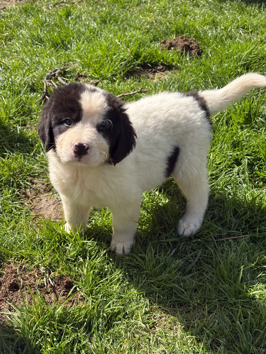 Du Domaine Du Boutlande - Chiots disponibles - Landseer type continental europeen