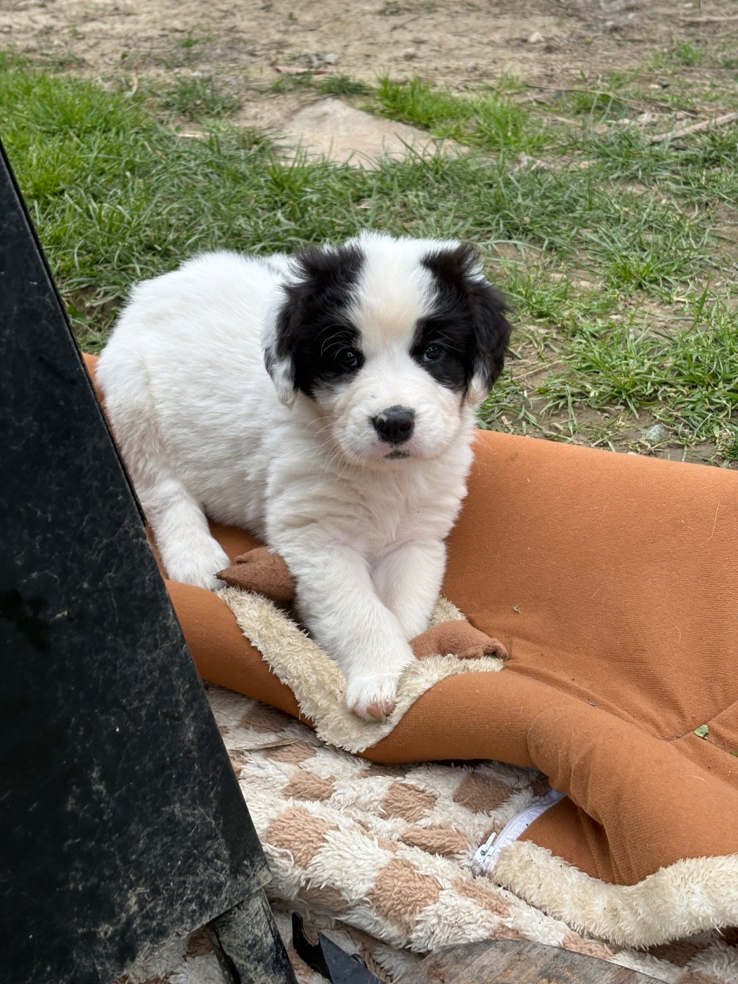 Du Domaine Du Boutlande - Chiots disponibles - Landseer type continental europeen
