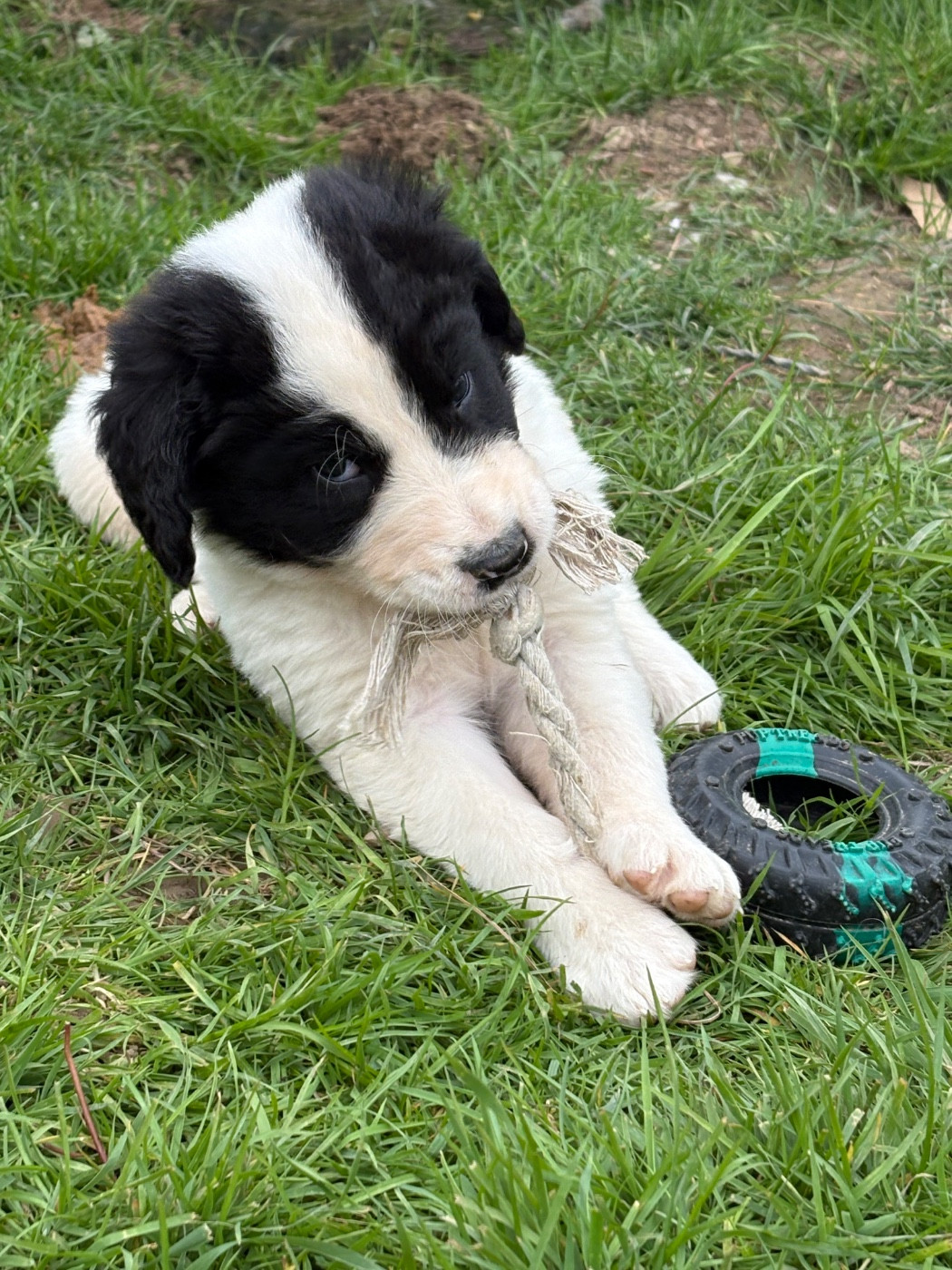 Du Domaine Du Boutlande - Chiots disponibles - Landseer type continental europeen