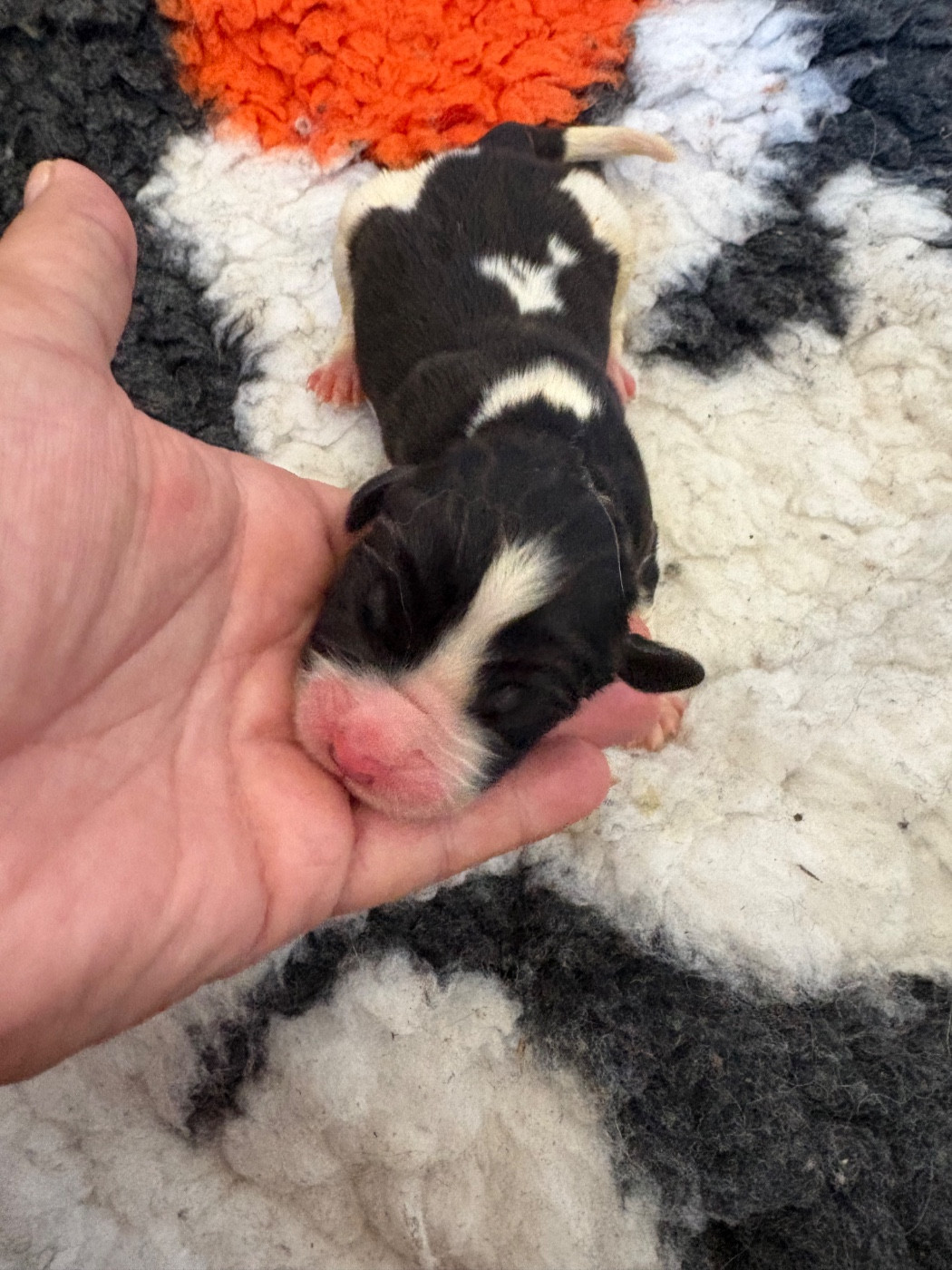 Du Domaine Du Boutlande - Chiots disponibles - Landseer type continental europeen