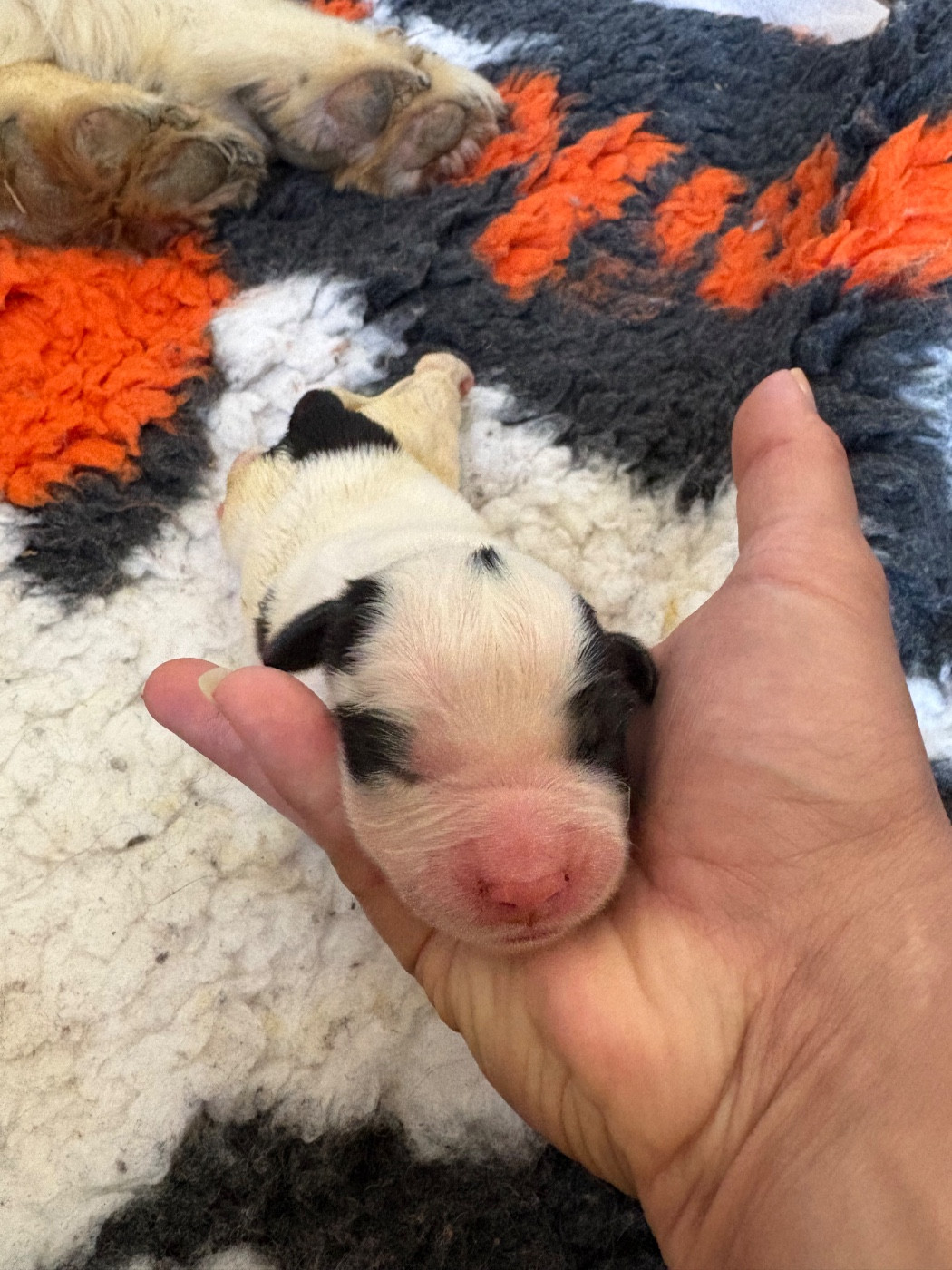 Du Domaine Du Boutlande - Chiots disponibles - Landseer type continental europeen