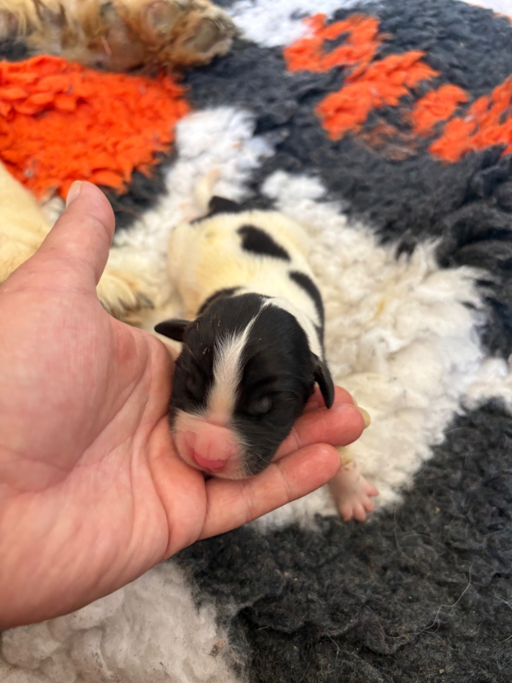 Du Domaine Du Boutlande - Chiots disponibles - Landseer type continental europeen