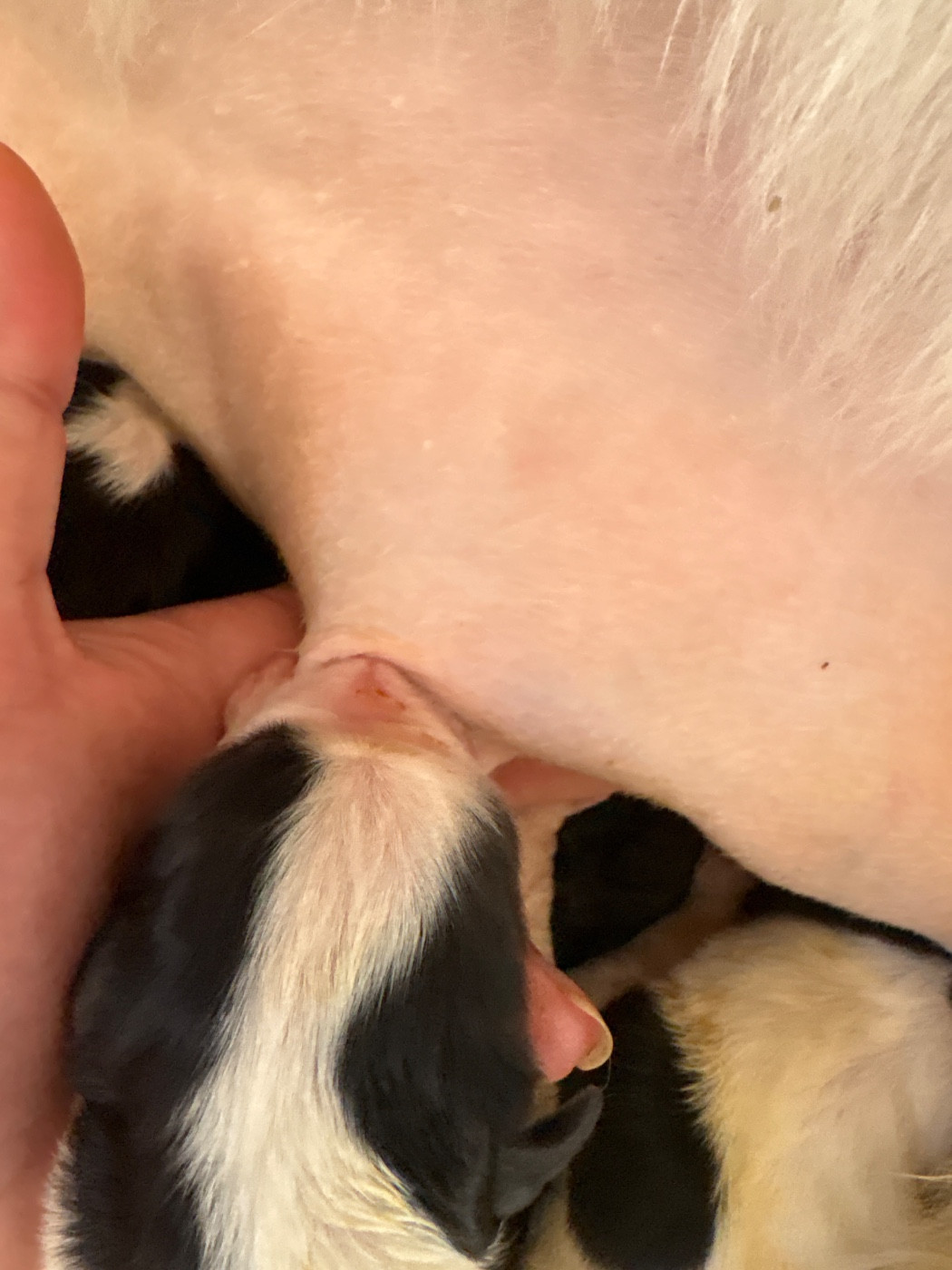 Du Domaine Du Boutlande - Chiots disponibles - Landseer type continental europeen