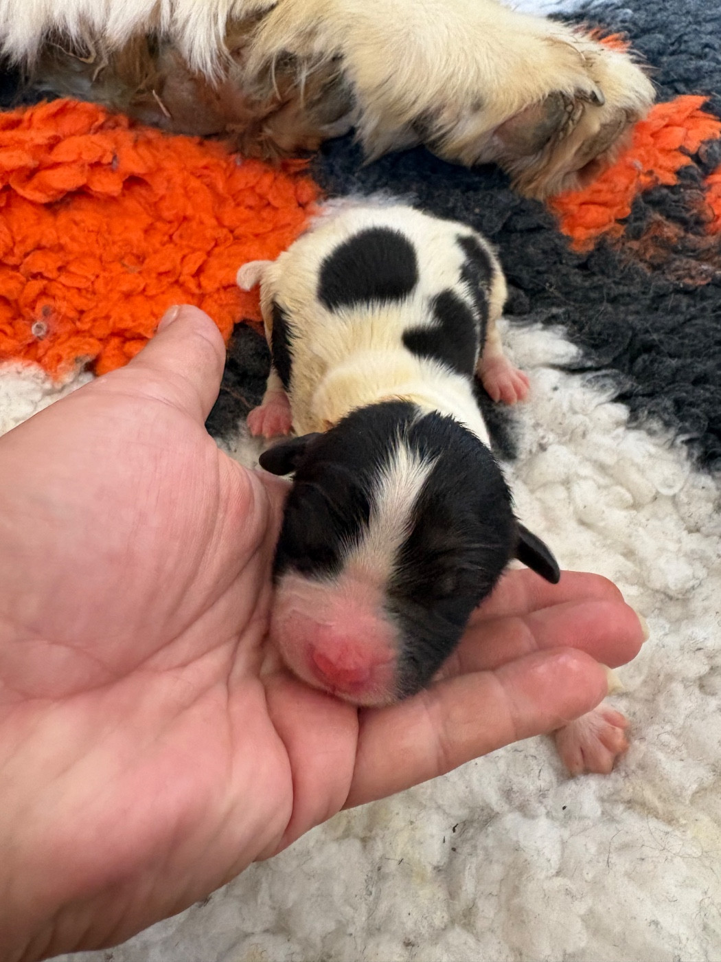 Du Domaine Du Boutlande - Chiots disponibles - Landseer type continental europeen