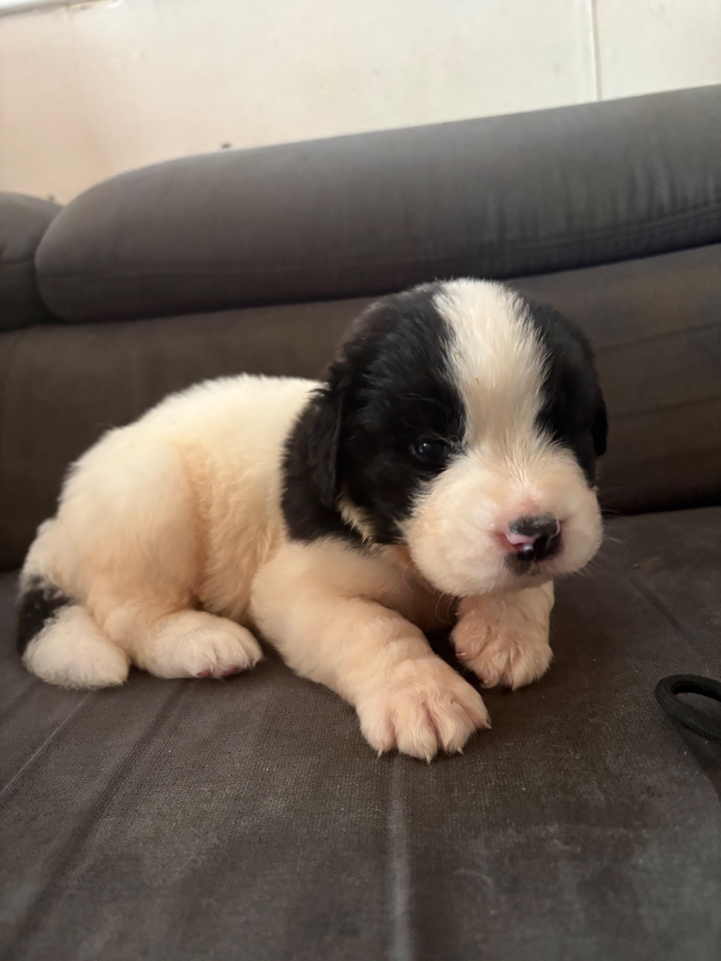 Du Domaine Du Boutlande - Chiots disponibles - Landseer type continental europeen