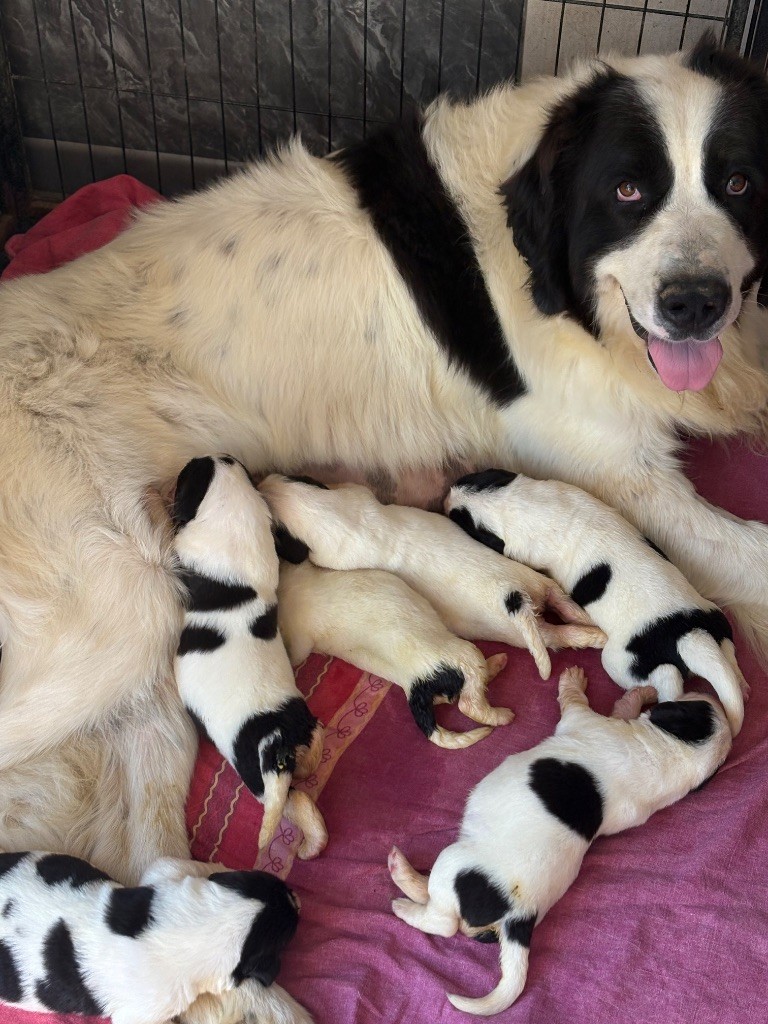 Chiot Landseer type continental europeen Du Domaine Du Boutlande
