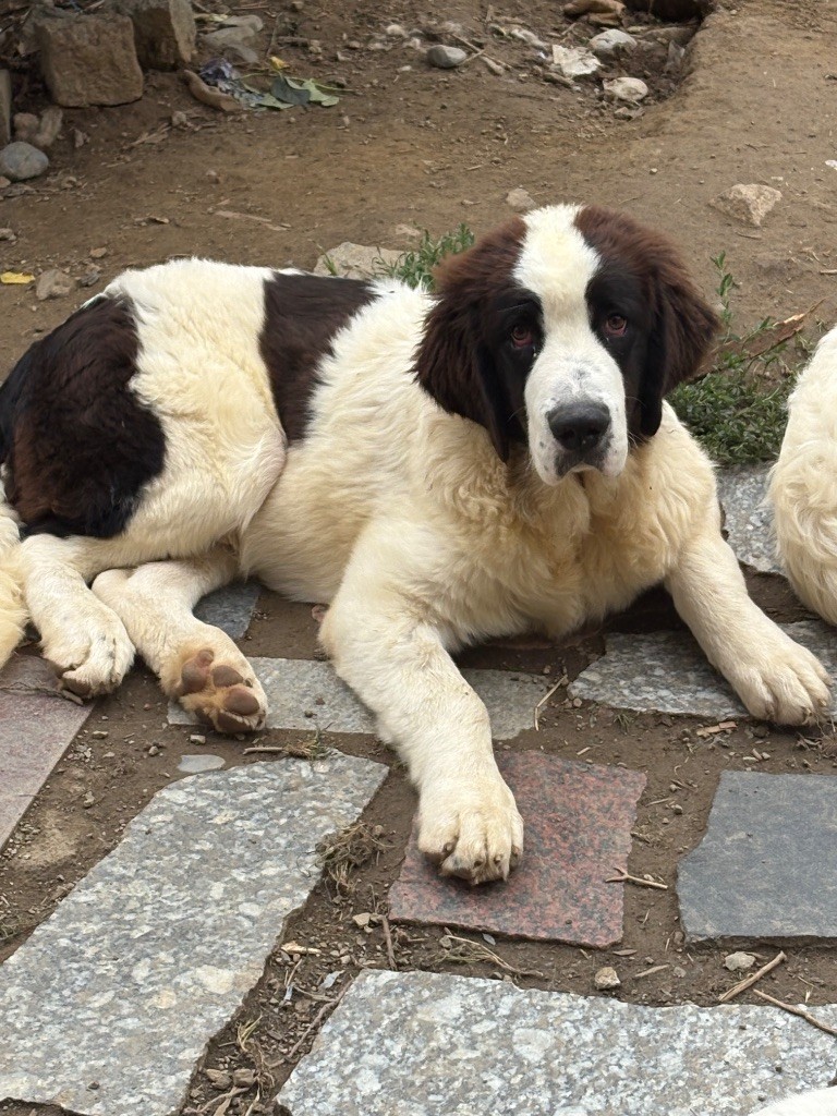 Du Domaine Du Boutlande - Chiots disponibles - Landseer type continental europeen