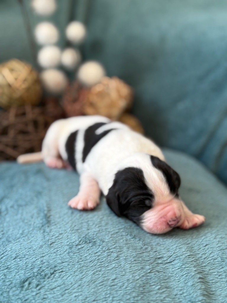 Du Domaine Du Boutlande - Chiots disponibles - Landseer type continental europeen