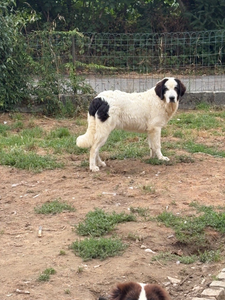 Chiot Landseer type continental europeen Du Domaine Du Boutlande