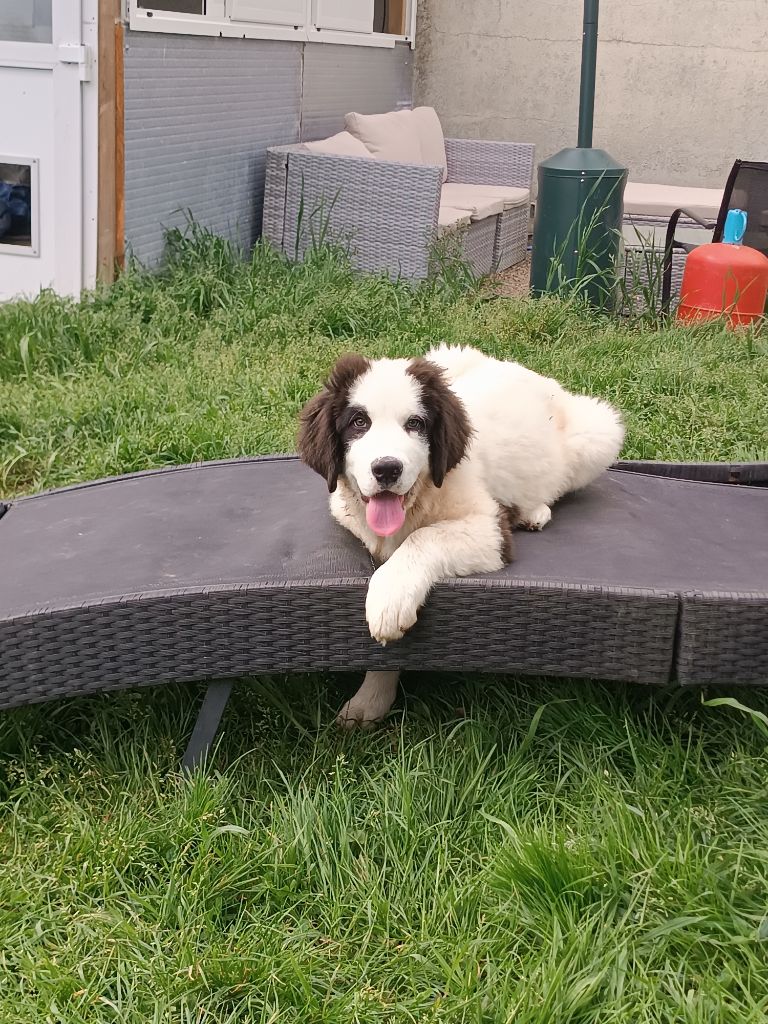Du Domaine Du Boutlande - Chiots disponibles - Landseer type continental europeen