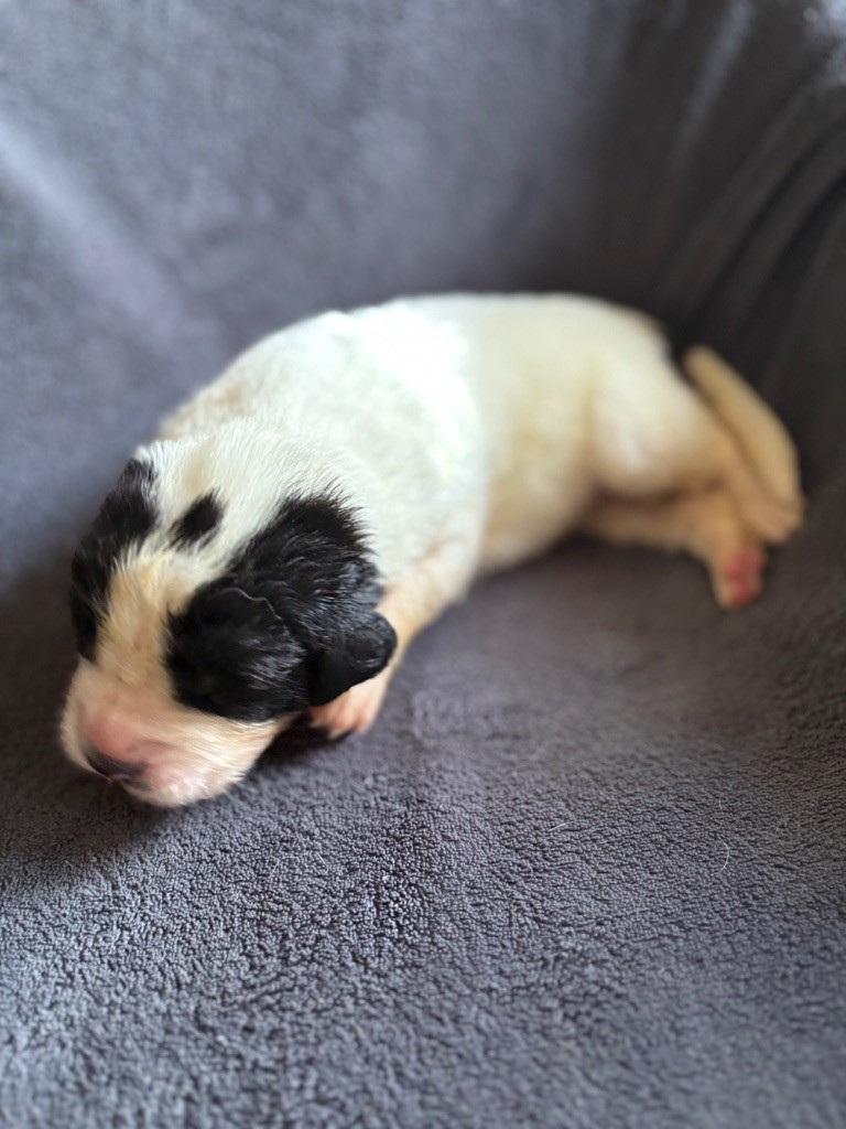 Du Domaine Du Boutlande - Chiots disponibles - Landseer type continental europeen