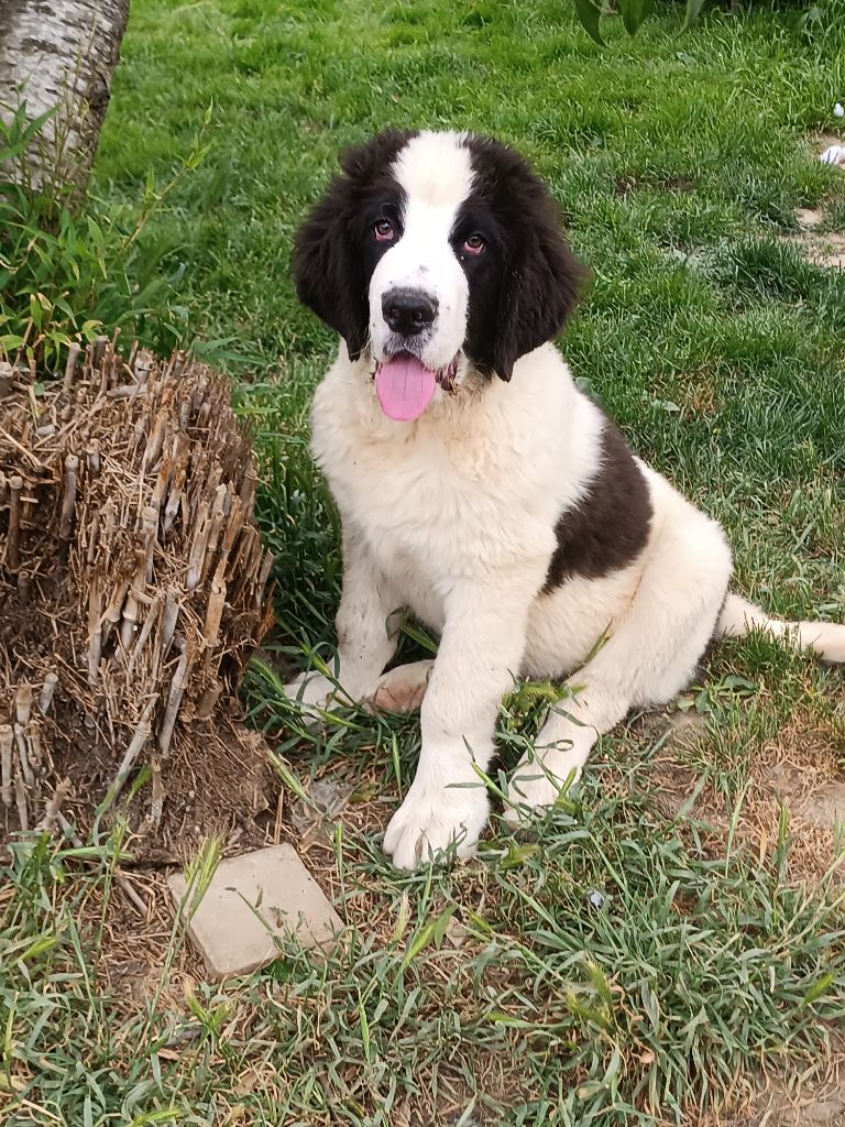 Du Domaine Du Boutlande - Chiots disponibles - Landseer type continental europeen