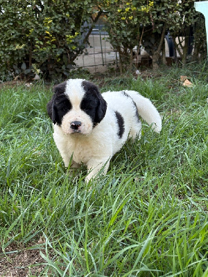 CHIOT 2