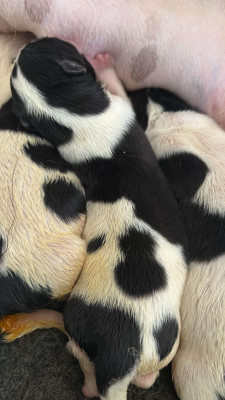 Chiot N°8