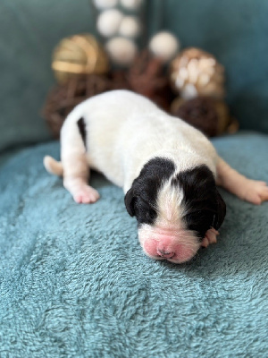 CHIOT 9